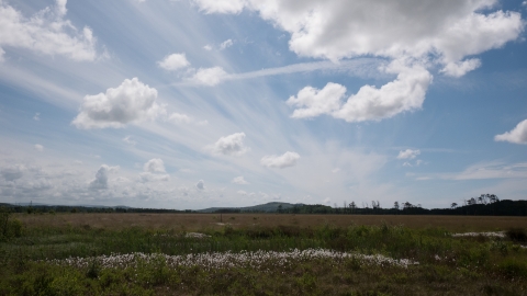 Raised bog