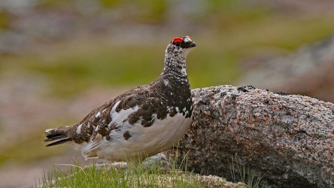 Ptarmigan