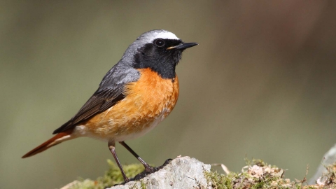 Redstart