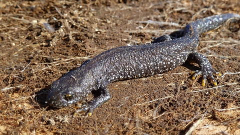 Great crested newt