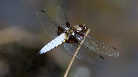 Broad-bodied Chaser