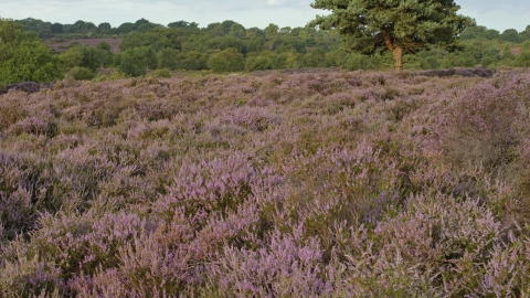 Heather (Calluna vulgaris)