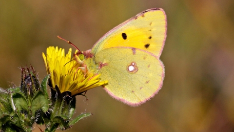 Clouded yellow | Herts and Middlesex Wildlife Trust