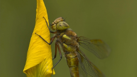 Norfolk Hawker