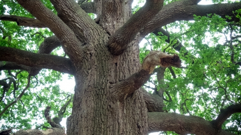 Great Oak at Panshanger Park