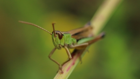 Meadow Grasshopper