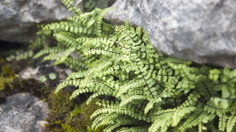 Maidenhair Spleenwort