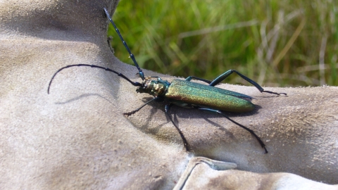 Musk Beetle