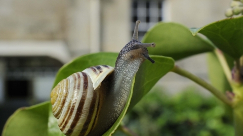 White Lipped Snail Herts And Middlesex Wildlife Trust