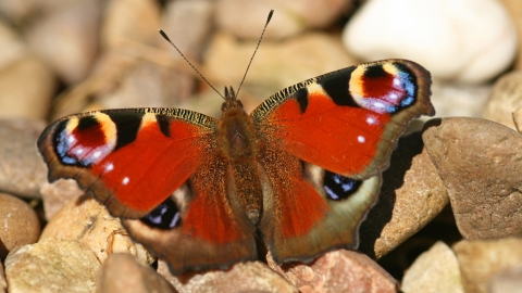 Peacock butterfly