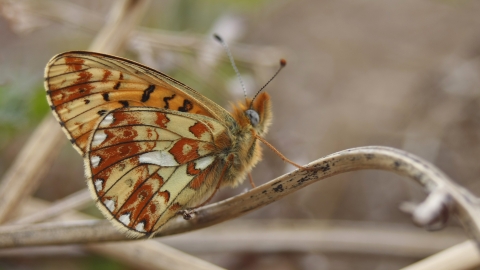 Pearl-bordered Fritillary underwing