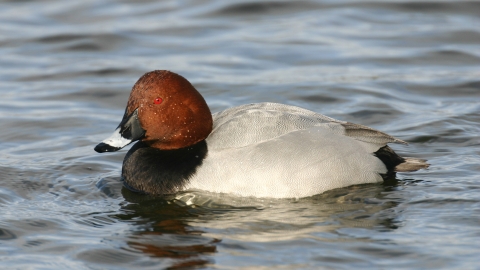 Pochard