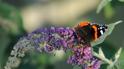 Red Admiral on Buddleia