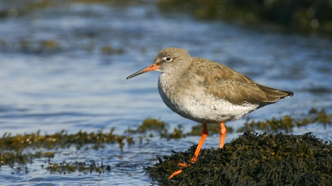 A redshank standing amongst seaweed on the edge of the water