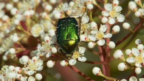 Rose Chafer