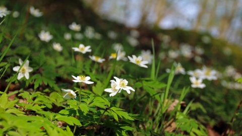 Wood anemonies at Hobbyhorse Wood