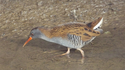 Water Rail