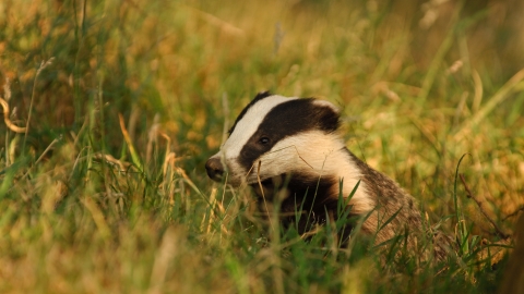 Badger © Andrew Parkinson/2020VISION