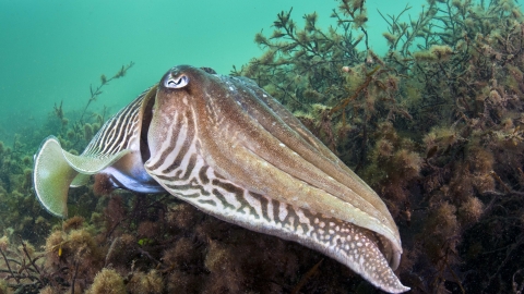 Common Cuttlefish