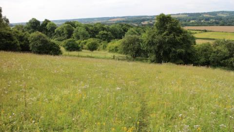 Aldbury Nowers Nature Reserve 