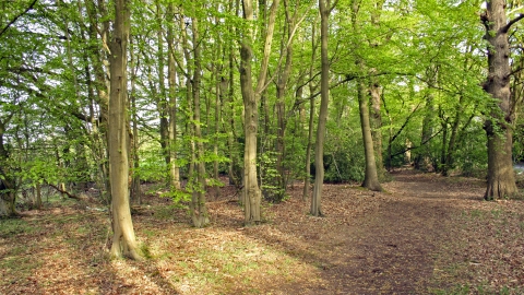 Fir and Pond Woods Nature Reserve