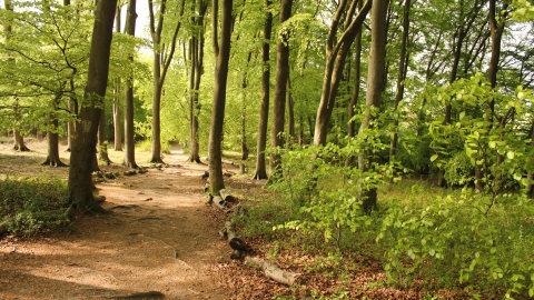 Fox Covert Nature Reserve 