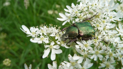 Noble chafer beetle