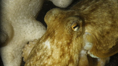 Common octopus