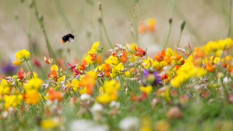 Bumble bee on bird's-foot-trefoil