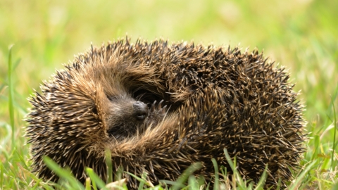 Hedgehog (c) Amy Lewis