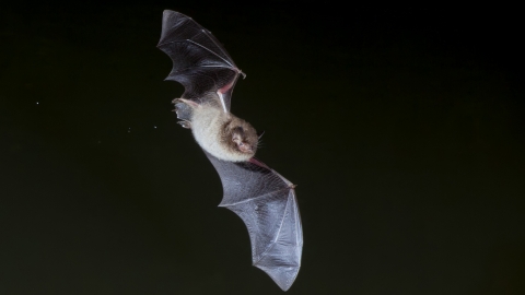 Daubenton's bat