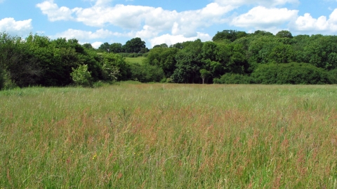 Frogmore Meadow Nature Reserve