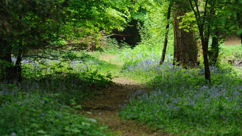 Gobions Wood Nature Reserve