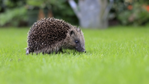 Hedgehog (c) Tom Marshall