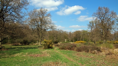 Hertfordshire Heath
