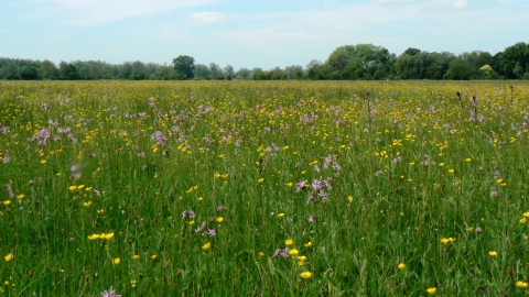 Hunsdon and Eastwick Meads