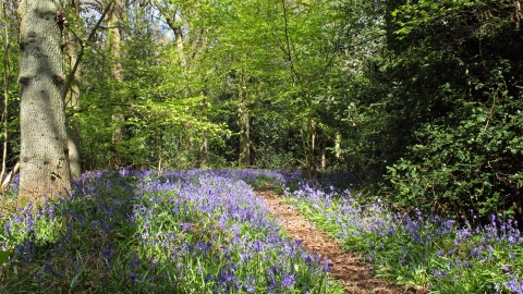 Longspring Wood Nature Reserve 