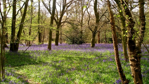 Old Park Wood Nature Reserve 