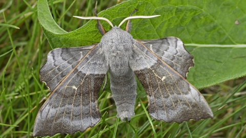 Poplar hawk moth