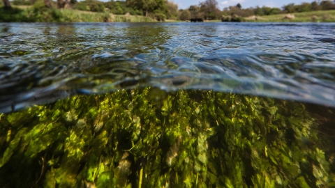 River Mimram
