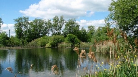 Rye Meads Nature Reserve 