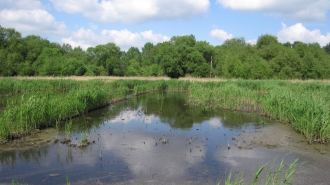 Stanborough Reedmarsh