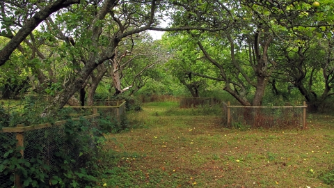 Tewin Orchard