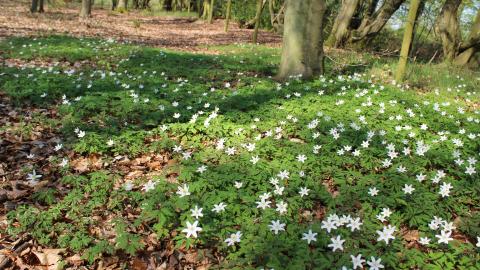 Hobbyhorse Wood Nature Reserve 