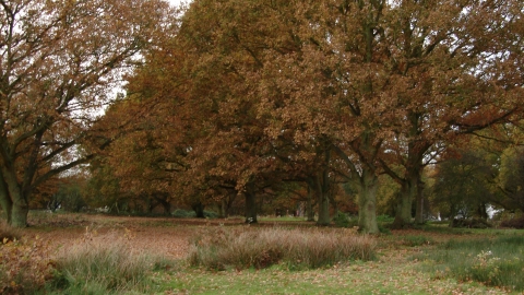 Patmore Heath Nature Reserve