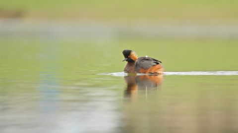 Black-necked grebe