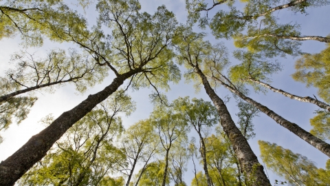 Silver birch