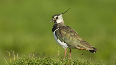 Lapwing