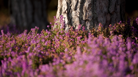 Bell heather
