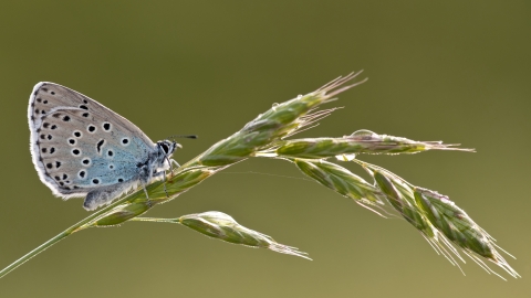 Large blue butterfly